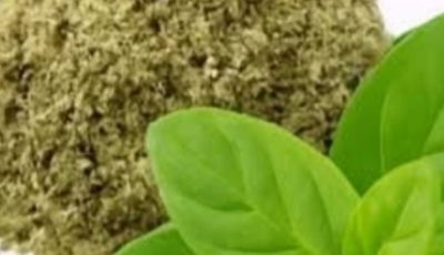Oregano: The Small Plant with Big Health Benefits