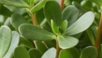 Verdolaga (Purslane): Benefits, Properties, and How to Eat This Powerful Plant
