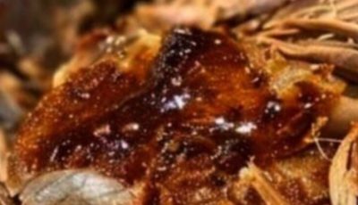 My Hawaiian neighbor showed us this delicious recipe! Hard to believe it’s just 3 ingredients